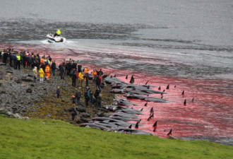 慎入：120头领航鲸遭围捕屠杀 鲜血染红大海