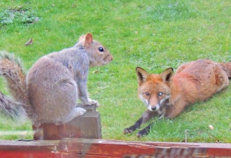 救救我啊~英国呆萌松鼠被狐狸追踪敲窗求助
