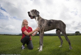 世界最高宠物狗身高2米:每天睡22小时性格温和