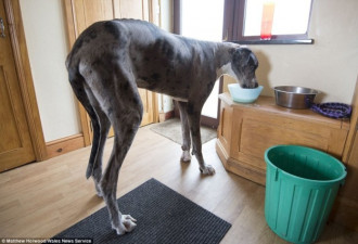 世界最高宠物狗身高2米:每天睡22小时性格温和