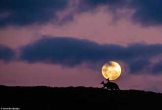 澳洲袋鼠月圆之夜啪啪啪 画面意外唯美浪漫