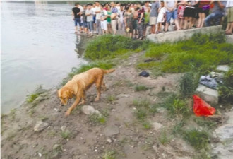 父子带狗到江边洗澡时双双溺亡 狗在江边徘徊