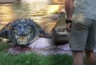 美国鳄鱼塑瓶卡喉 职员惹怒鳄鱼迫其吐出