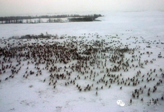 冰层融化,释放瘟疫,灾难片在俄罗斯上演了
