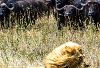 非洲狮遭水牛围攻变胆小鬼 夹起尾巴飞奔逃命