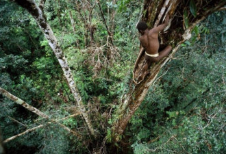 印尼部落住数十米高“树屋” 传言有食人习俗