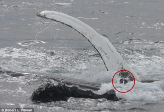 座头鲸的英雄之举：从虎鲸口中救出海豹