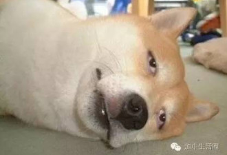 当七夕遇上巴西：致加拿大懵逼的单身狗们