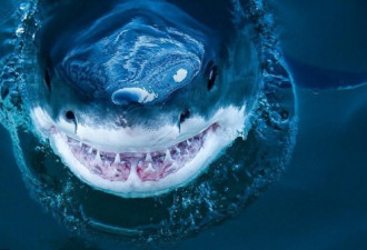 血盆大口的惊悚微笑 摄影师近拍鲨鱼罕见照