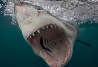 血盆大口的惊悚微笑 摄影师近拍鲨鱼罕见照