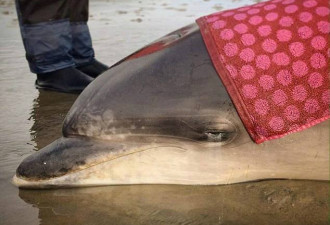 英国海豚被严重晒伤 背部大面积脱皮