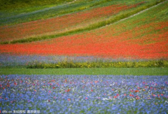 热帖：比普罗旺斯还美的花海竟然在这里