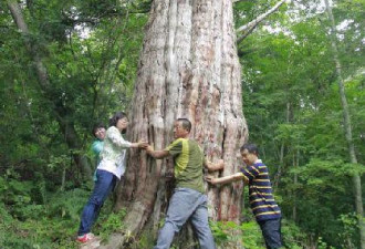 吉林发现罕见红豆杉古树群 最大树龄3000年
