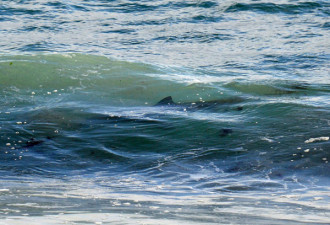 鲨鱼来了，近在咫尺！冲浪者手脚并用划水逃命