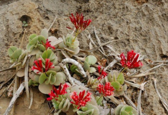 地球上的“外星”:这里生长着2000万年前的植物