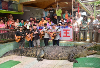 厦门8月将迎来“鳄鱼王” 长约6米重1250公斤