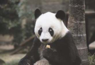 世界最长寿圈养大熊猫迎38岁生日 等同人类百岁