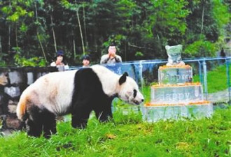 世界最长寿圈养大熊猫迎38岁生日 等同人类百岁