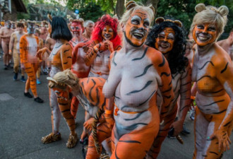 真虎！伦敦动物园上百人裸奔为濒危老虎募捐