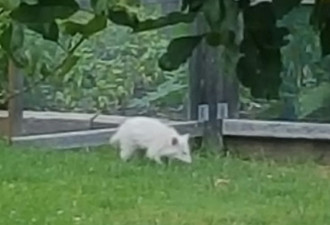 烈治文山居民家后院发现大白老鼠 竟是浣熊？！