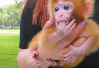 长春女子公园遛猴 猴子穿尿不湿涂紫色指甲油