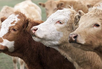 加人流行不吃牛肉 研究人员呼吁产业跟上变化