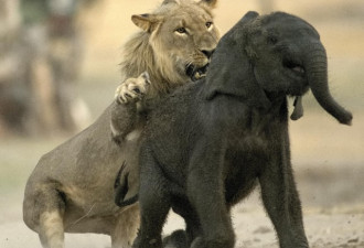津巴布韦小象与象群走失 惨遭小狮子锁喉捕杀
