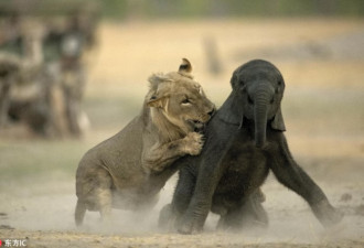 津巴布韦小象与象群走失 惨遭小狮子锁喉捕杀