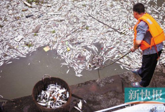 广州花地河现数千斤死鱼 近两公里河面一片白
