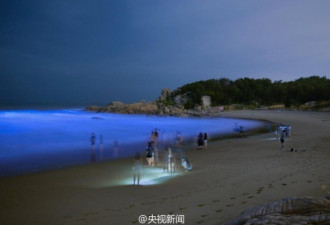 福建海滩现“蓝海”宛如仙境:泛蓝光的是夜光藻