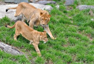 人为错误 加拿大动物园咬人狮子继续供游客参观