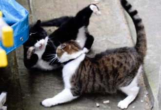 英国唐宁街上演地盘争夺战：外相猫杠上首相猫