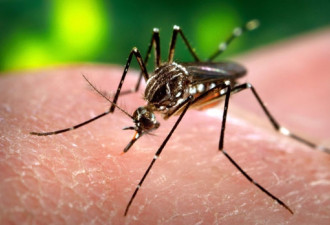 多伦多捕捉到的蚊子呈西尼罗河病毒阳性反应