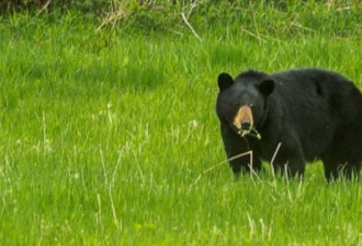 散步时遭黑熊攻击 大温高贵林港女童重伤