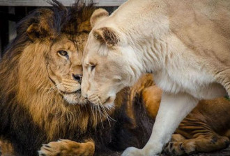 历经残忍虐待的两只狮子 在救援组织恋上了彼此