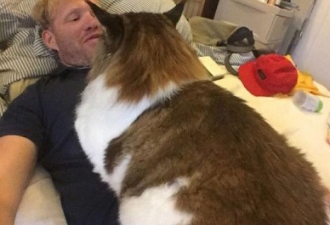 纽约男子家养28磅巨型缅因猫 非常罕见