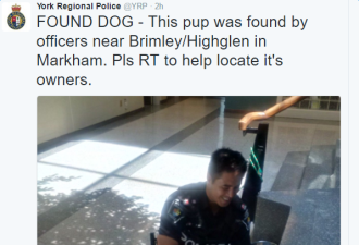 警方在万锦发现一只走失狗狗