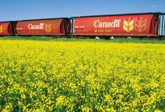 中国将限制加拿大油菜花进口 可能影响小杜访华