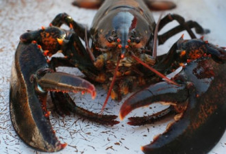 北欧国家瑞典要欧盟禁止从加、美进口活龙虾