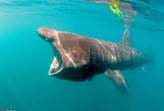 摄影师拍姥鲨捕食瞬间 大口獠牙让人不寒而栗