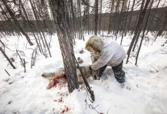 血腥慎入：西伯利亚捕狼人的狩猎生活