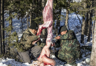 血腥慎入：西伯利亚捕狼人的狩猎生活