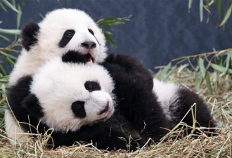 多伦多动物园直播熊猫宝宝