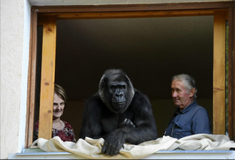 法国夫妇抚养大猩猩18年 曾挤一张床上睡觉