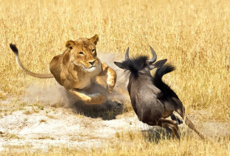 非洲狮子凶悍捕食：闪电出击一招猎杀牛羚