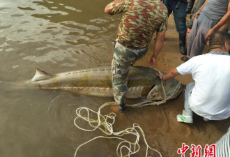 罕见！黑龙江同江渔民捕获一条400斤重鲟鳇鱼