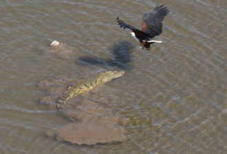 非洲鱼鹰大胆逆袭鳄鱼 公然从其嘴里夺食