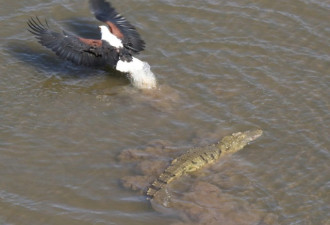 非洲鱼鹰大胆逆袭鳄鱼 公然从其嘴里夺食