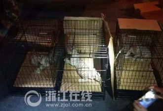 商务车装三只白虎司机谎称是猫  全球仅200多只