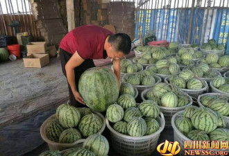 四川村民种出巨型西瓜：一个瓜103斤